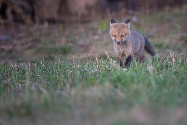 Mignon Renards Rouges Sur Herbe Nature Sauvage — Photo