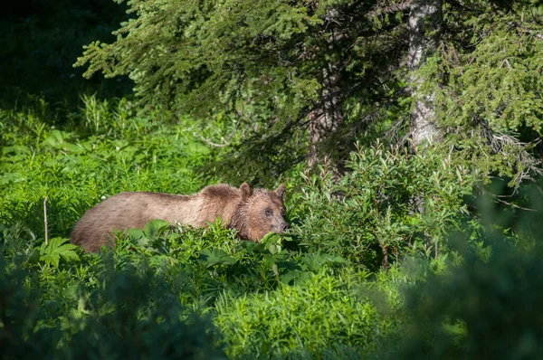 Grizzly bear in the wild