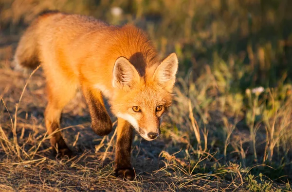 Cute Red Foxes Grass Wild Nature — Stock Photo, Image