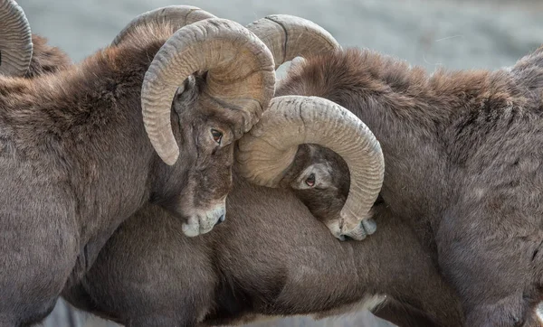 Bighorn Ovce Divočině — Stock fotografie