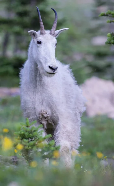 Cabra Montanha Selvagem Parque Nacional Jaspe Canadá — Fotografia de Stock