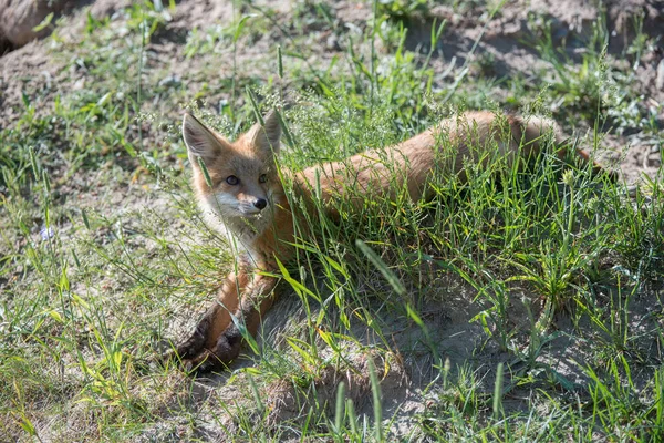 Lindos Zorros Rojos Hierba Naturaleza Salvaje — Foto de Stock