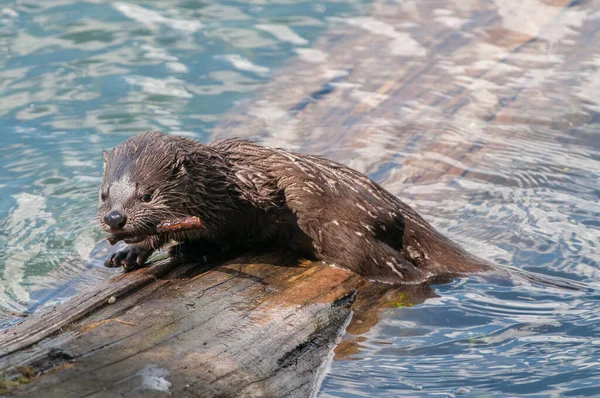 Wilde Otter Wilde Natuur — Stockfoto