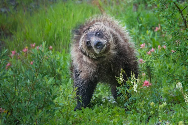 カナダの荒野でグリズリークマ — ストック写真