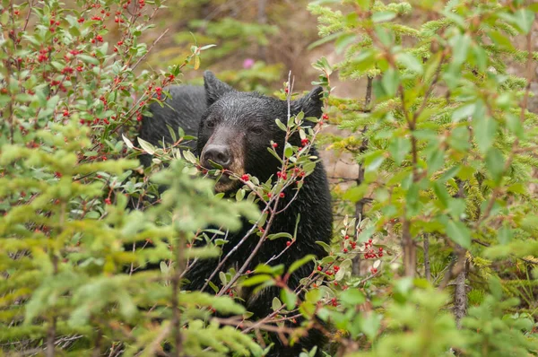 Oso Negro Naturaleza — Foto de Stock