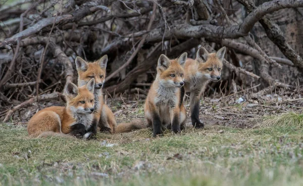 野生の自然の中で草の上にかわいい赤いキツネ — ストック写真