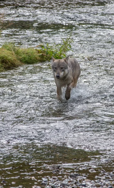 Küstenwolfsfischen Fluss — Stockfoto