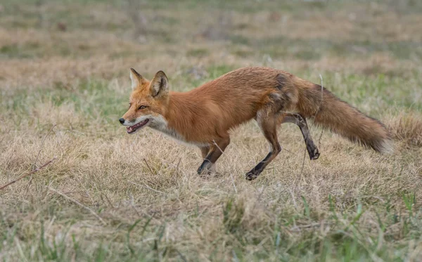 野生の自然の中で草の上にかわいい赤いキツネ — ストック写真