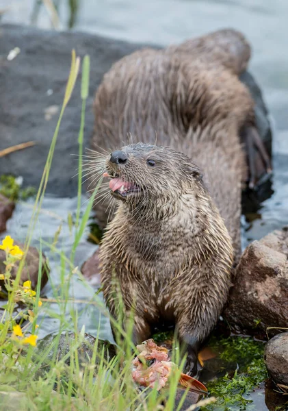 Close Lontra Selvagem Natureza — Fotografia de Stock