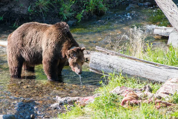 Медведь Гризли Дикой Природе Йеллоустонский Национальный Парк — стоковое фото