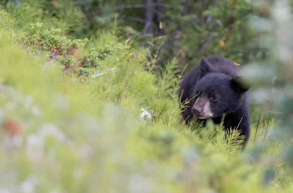 Urso Negro Natureza — Fotografia de Stock