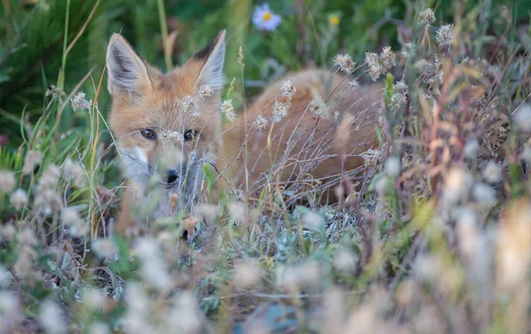 Lisica Czerwona Środowisku Naturalnym — Zdjęcie stockowe