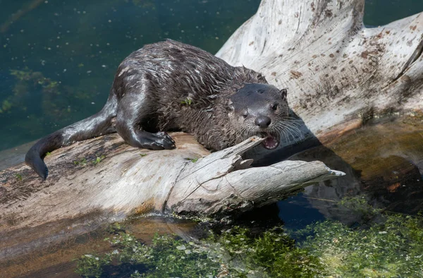 wild otter in wild nature