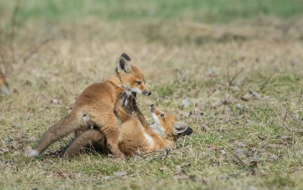 Rode Vos Het Wild — Stockfoto