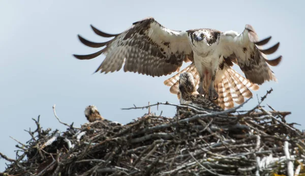 Fischadler Nest — Stockfoto