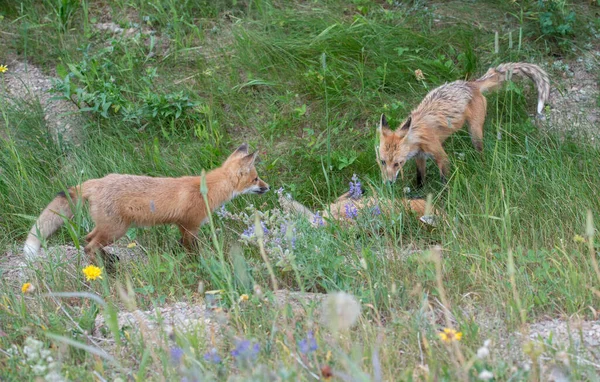 Mignon Renards Rouges Sur Herbe Parc — Photo