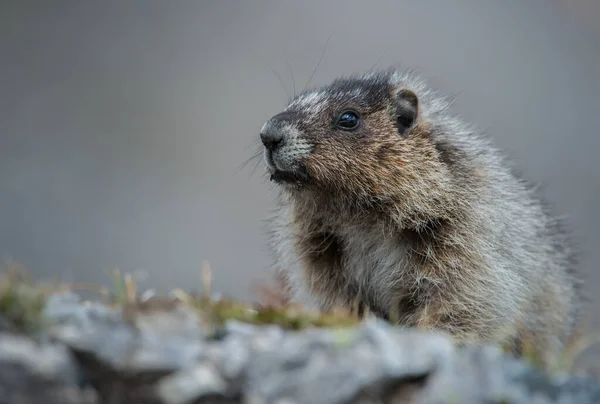 Marmotte Ventre Jaune Dans Les Montagnes Canadiennes — Photo