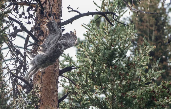 Grande Coruja Cinza Natureza Selvagem Alberta Canadá — Fotografia de Stock