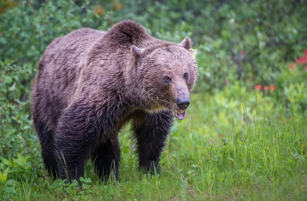 Grizzly Orso Nel Deserto Canadese — Foto Stock