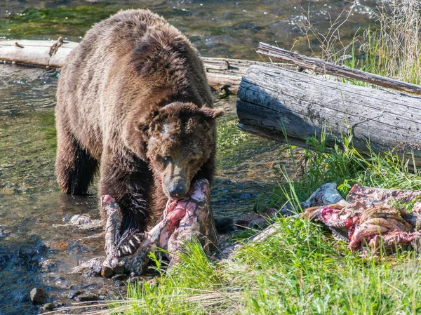 Grizzly Beer Wilde Natuur Yellowstone National Park — Stockfoto