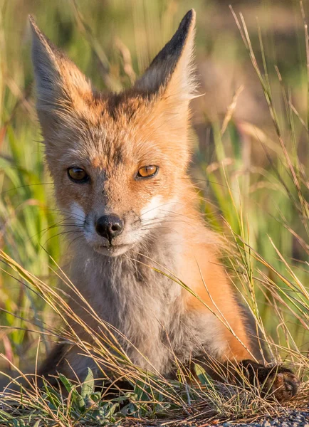 Rospo Allo Stato Selvatico — Foto Stock