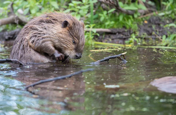 Bever Het Wild — Stockfoto