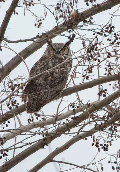 Great Horned Owl Wild Nature — Stock Photo, Image