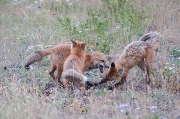 Renard Roux Dans Nature — Photo