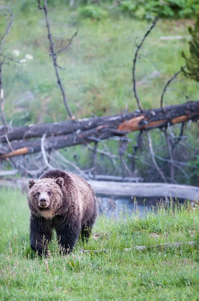 Urso Grizly Natureza — Fotografia de Stock