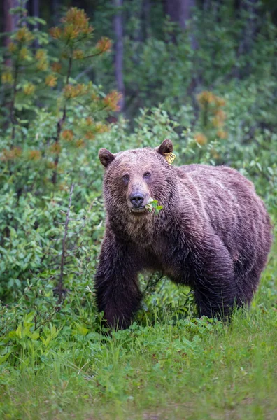 Niedźwiedź Grizzly Kanadyjskiej Dziczy — Zdjęcie stockowe