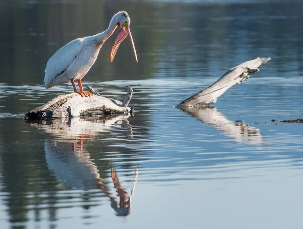 Пеликан Пытается Ловить Рыбу — стоковое фото