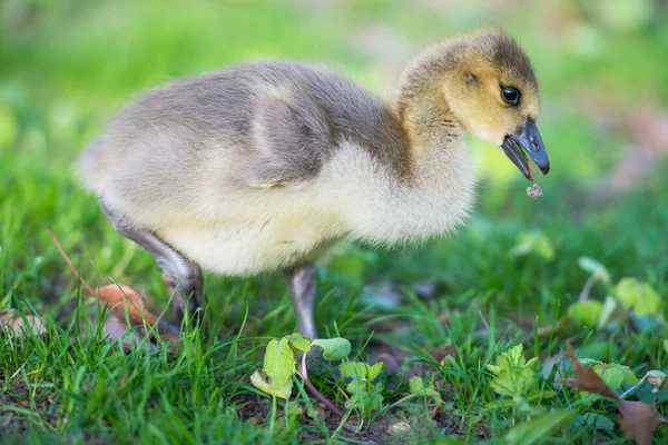 Kanada Gans Freier Wildbahn — Stockfoto