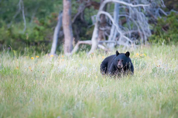 Ours Noir Dans Nature Sauvage — Photo