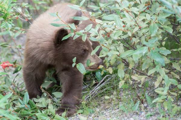 Urso Negro Natureza — Fotografia de Stock