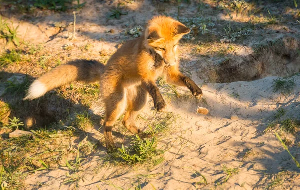 Niedliche Rotfüchse Auf Gras Wilder Natur — Stockfoto