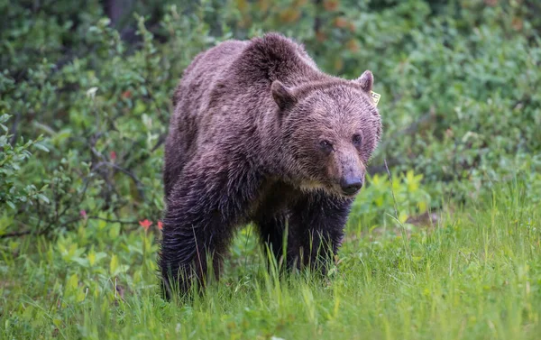 Niedźwiedź Grizzly Kanadyjskiej Dziczy — Zdjęcie stockowe