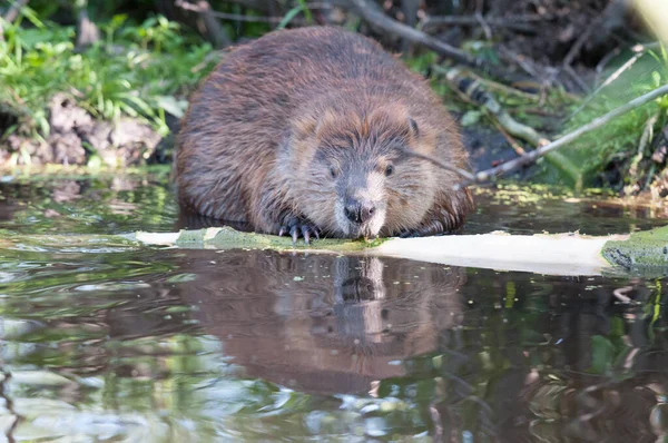 Bever Het Wild — Stockfoto