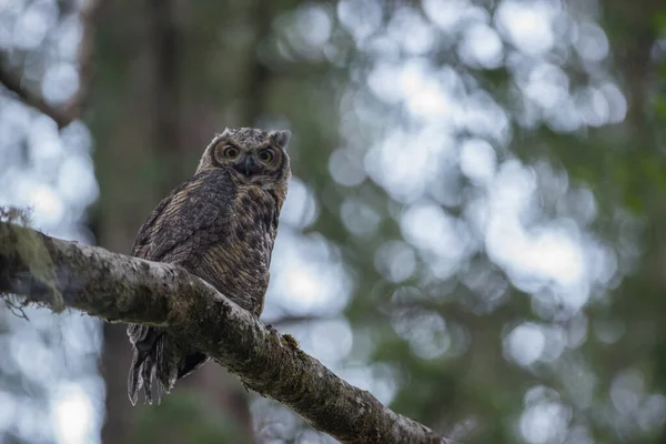 Owl Wild Nature — Stock Photo, Image