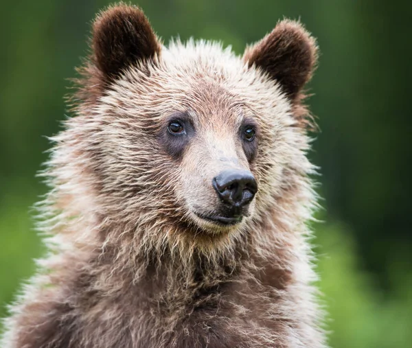Грізлі Ведмідь Бурчить Дикій Природі — стокове фото