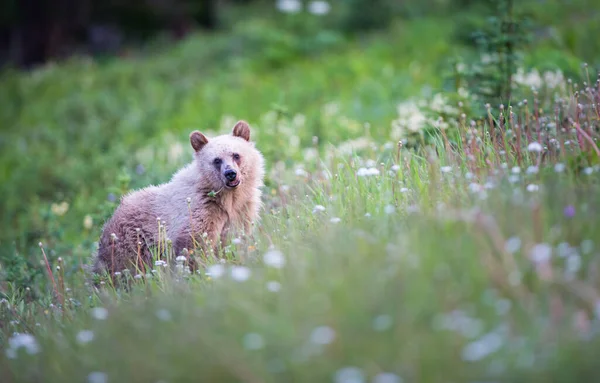 Блондиний Ведмідь Канадській Пустелі — стокове фото