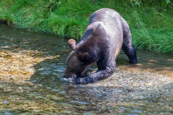 Niedźwiedź Grizzly Dziczy — Zdjęcie stockowe