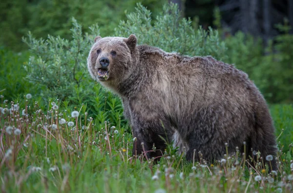 Grizzli Dans Désert Canadien — Photo