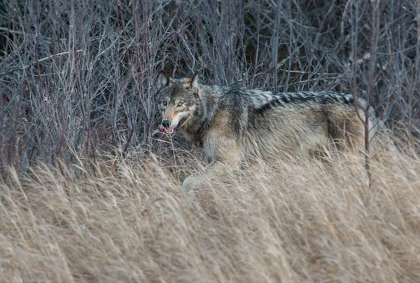 Lobo Gris Naturaleza Salvaje Jaspe Canada —  Fotos de Stock