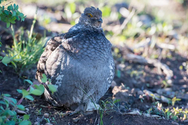 Sluitingen Van Korhoenders Wilde Natuur Canada — Stockfoto