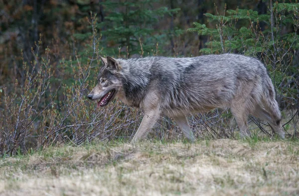 Loup Gris Dans Nature Sauvage — Photo