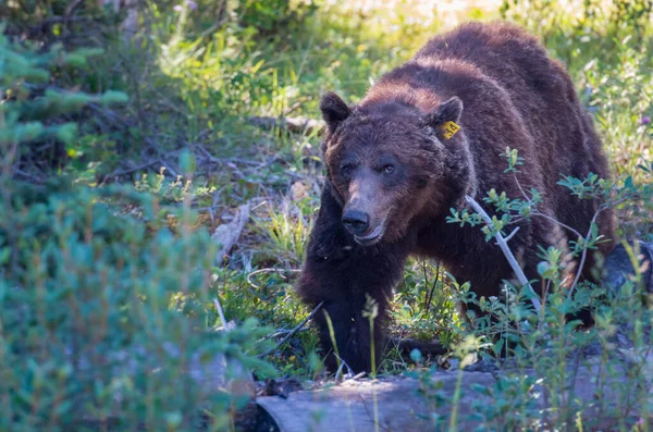 Urso Pardo Nas Montanhas Rochosas Canadenses — Fotografia de Stock