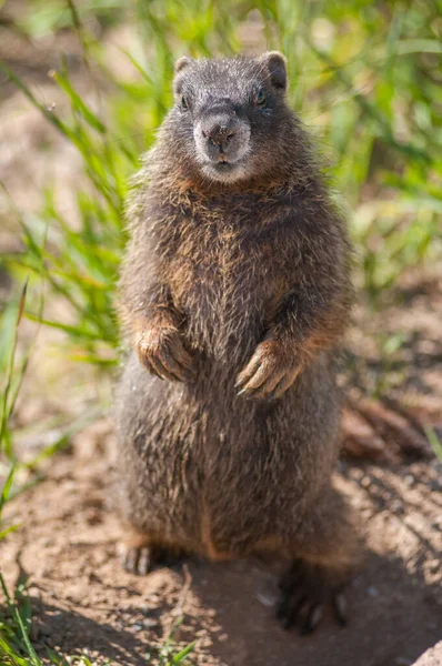 Gros Plan Marmotte Dans Nature Sauvage — Photo