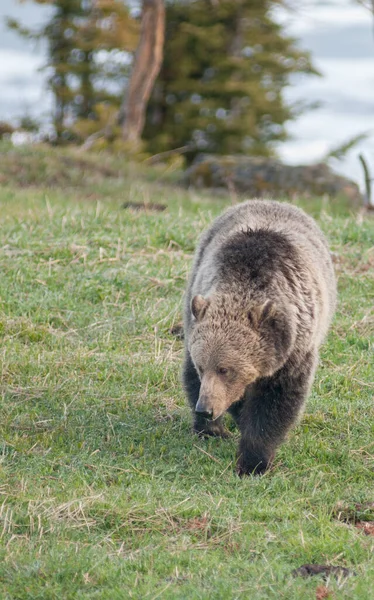 Αρκουδάκι Στο Γέλοουστοουν — Φωτογραφία Αρχείου