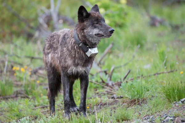 Loup Noir Dans Nature Sauvage — Photo