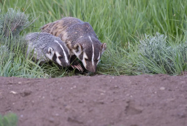 Badger Divočině — Stock fotografie